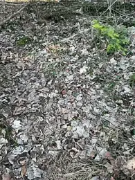 Buroo97 — Stripchat stream photo (Mar 2026)