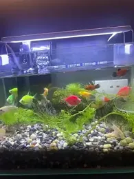 chinalover4199 — Stripchat stream photo (Feb 2026)