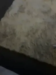 BigCurtis_D — Stripchat stream photo (Apr 2026)