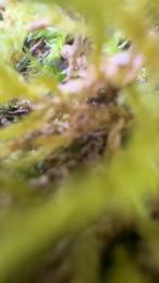 Hodensklave — Cam4 stream photo (Feb 2026)