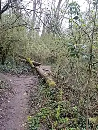 twitshe — Stripchat stream photo (Mar 2026)