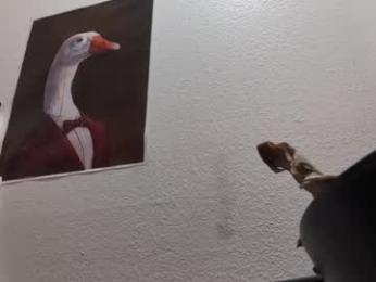 rndmzd — 在 chaturbate 直播的网络摄像头模特