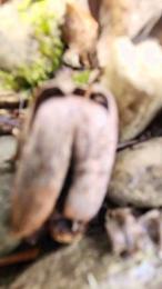 Legtiste — Cam4 stream photo (Apr 2026)