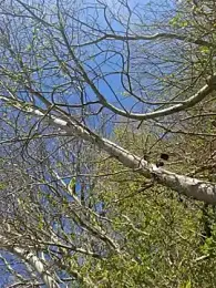 LydiaMaus96 — Stripchat stream photo (Apr 2026)