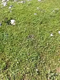 Sert_erkek21_ysm — stripchat