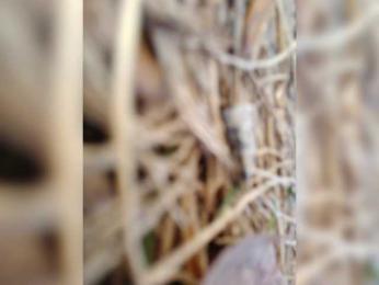 Adelaideskyy — Bongacams stream photo (Sep 2025)