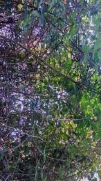 letoile82 — Cam4 stream photo (Jun 2026)