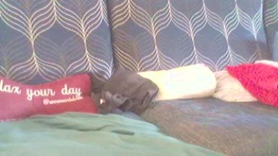 PedroJ54 — Cam4 stream photo (Jun 2026)