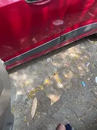 Dakku_69 — 在 stripchat 直播的网络摄像头模特