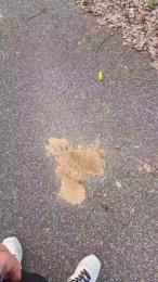 ALEXRED86 — Cam4 stream photo (Mar 2026)