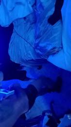 Sebensua — 在 cam4 直播的网络摄像头模特