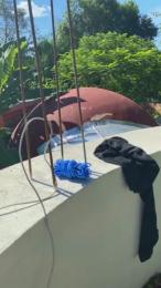 PianoTobe — 在 cam4 直播的网络摄像头模特