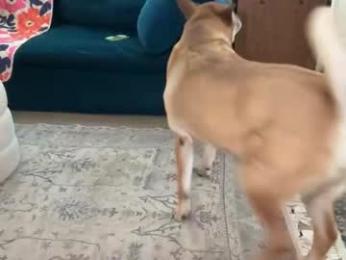 dreamyriri — chaturbate