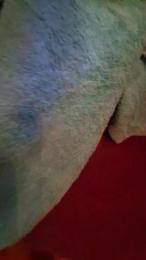 MermaidNTiger — 在 cam4 直播的网络摄像头模特