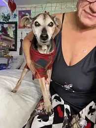 TrenaAnne — Stripchat recorded stream image, 14.02.2025 17:10