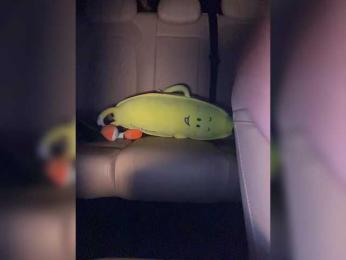 KatyKatS — Bongacams recorded stream image, 29.08.2025 20:00