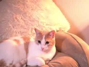 _andyy__ — Chaturbate recorded stream screenshot (27 Nov 2025)