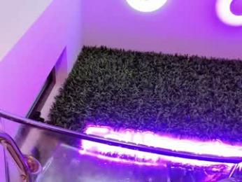 hotfallingdevil — Chaturbate recorded stream image, 17.12.2025 05:40