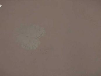 Taanni — Bongacams recorded stream screenshot (19 Mar 2026)