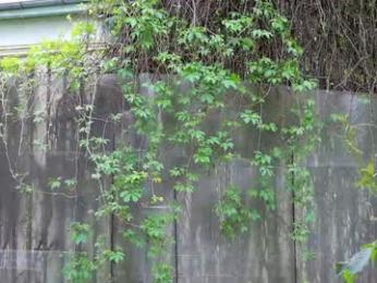 babesgowild — Chaturbate recorded stream screenshot (26 Apr 2025)