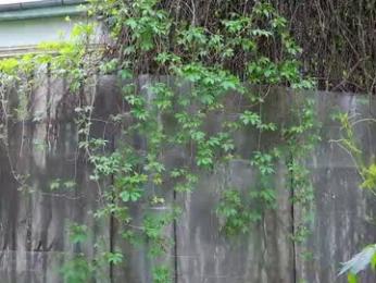 babesgowild — Chaturbate recorded stream screenshot (26 Apr 2025)