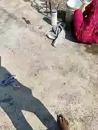 COUPLLE_VILLAGE — Stripchat recorded stream image, 08.02.2025 03:40